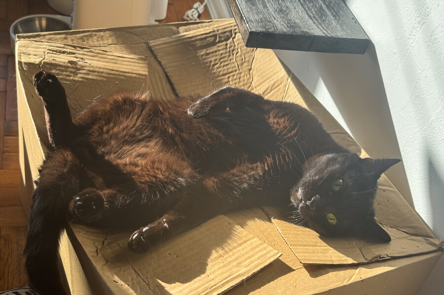 Чорапи Purrs — снимка от галерията